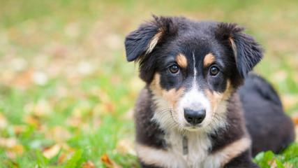 Australian Shepherd dog portrait outdoors.