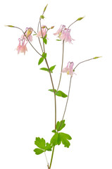 Naklejka na ściany i meble Aquilegia vulgaris flower