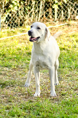 Labrador Retriever