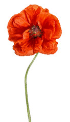 Obraz premium large red open poppy isolated on white