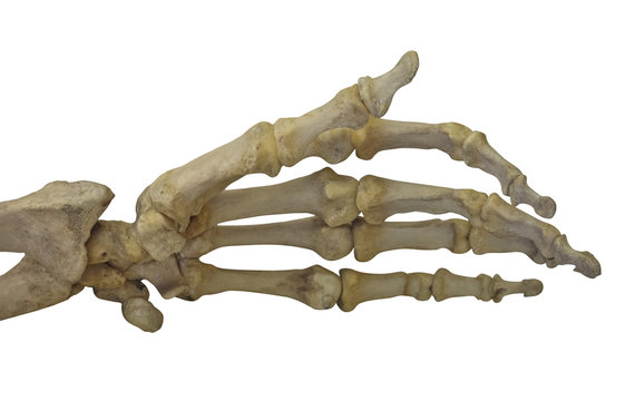 hand skeleton isolated on white