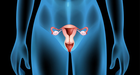 Reproductive organ of the female body