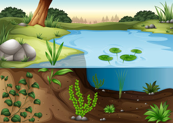 A pond ecosytem