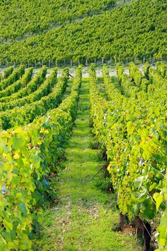 Dans les vignes de l'Auxerrois (Bourgogne France)