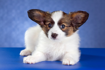 Papillon Puppy