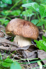 close up Porcini mushroom in the forest