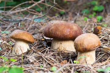 Three Porcini Mushroom in natural enviroment