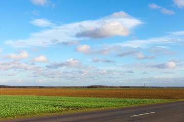 Rapeseed field in autumn.