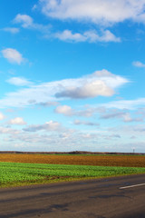 Rapeseed field in autumn.