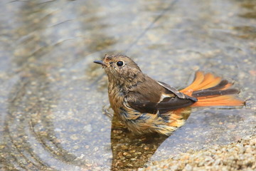 水浴びするジョウビタキ