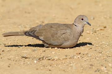 Collared Dove On The Ground