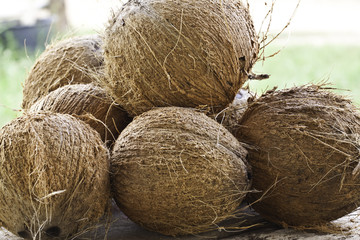 Dried coconut for coconut milk