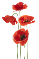 poppy © _Vilor