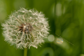 dandelion on blurred green background