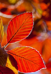 red leaves of plants illuminated by bright sunshine, autumn day