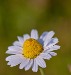 Obraz premium one daisy flower on blurred green background