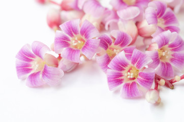 Fototapeta na wymiar pink flower close up on white background