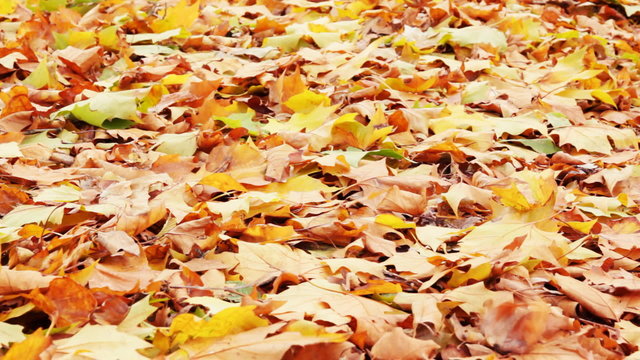 Fliegende Herbstbl&auml;tter