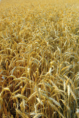wheat field