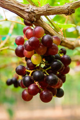 Organic grapes