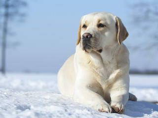 Obraz premium labrador cute female on the snow