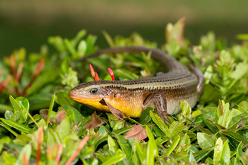 A skink.