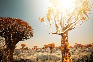 Zelfklevend Fotobehang African landscapes © Galyna Andrushko