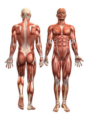 Obraz premium Anatomie Muskel Mann