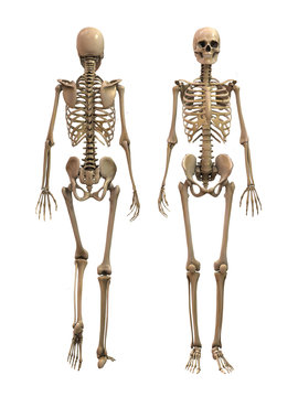 Anatomy Skeletonn woman