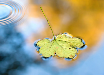 autumn leaf