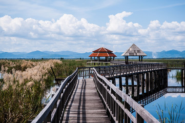 pavilion and wood bridge in swamp