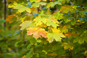 Herbstliches Laub