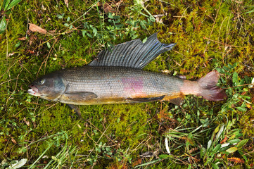 Siberian grayling.