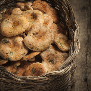 Basket with mushroom (lactarius delicisus)