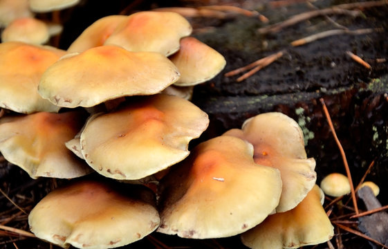 mushrooms growing on a tree stump closeup