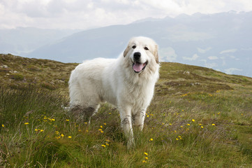 Hund am Berg