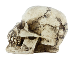 Skull isolated on  white background