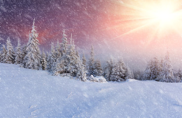 Snowstorm in the mountain forest
