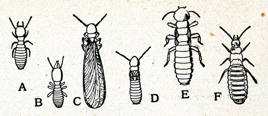 Warious forms of termites Reticulitermes lucifugus