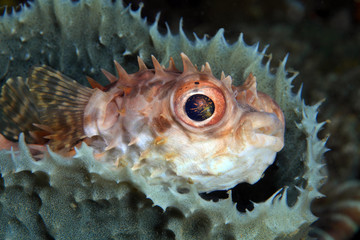 Shortspine porcupinefish (Cyclichthys orbicularis)