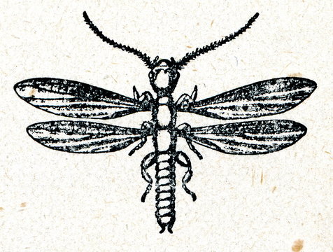 Webspinner Oligotoma michaeli