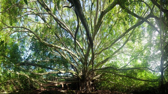 High resolution wide angle image of banyan tree