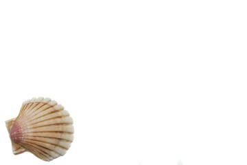 shells on a white background
