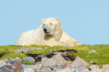 Fototapeta na wymiar Polar Bear na trawiastym pagórku 5