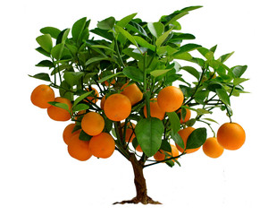 Tree tangerine