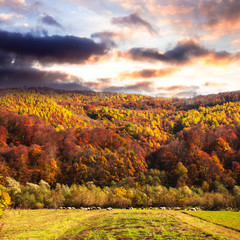 Fototapeta premium Fall landscape