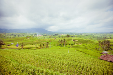 Fototapeta na wymiar Rice Fields, Bali, Indonesia