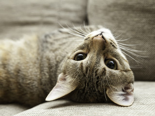 kitty in his chair