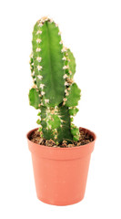 Cactus in flowerpot, isolated on white background