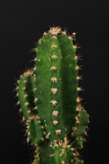 Cactus, isolated on black